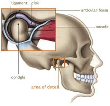 Side-view diagram of the TMJ joint with names of the anatomy included: the mandibular condyle resting in the articular fossa of the skull, the disk and the ligament in between and attached to the musclem, for information on TMJ treatment from Dr. Becker in Hoffman Estates.