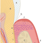 tooth cementu